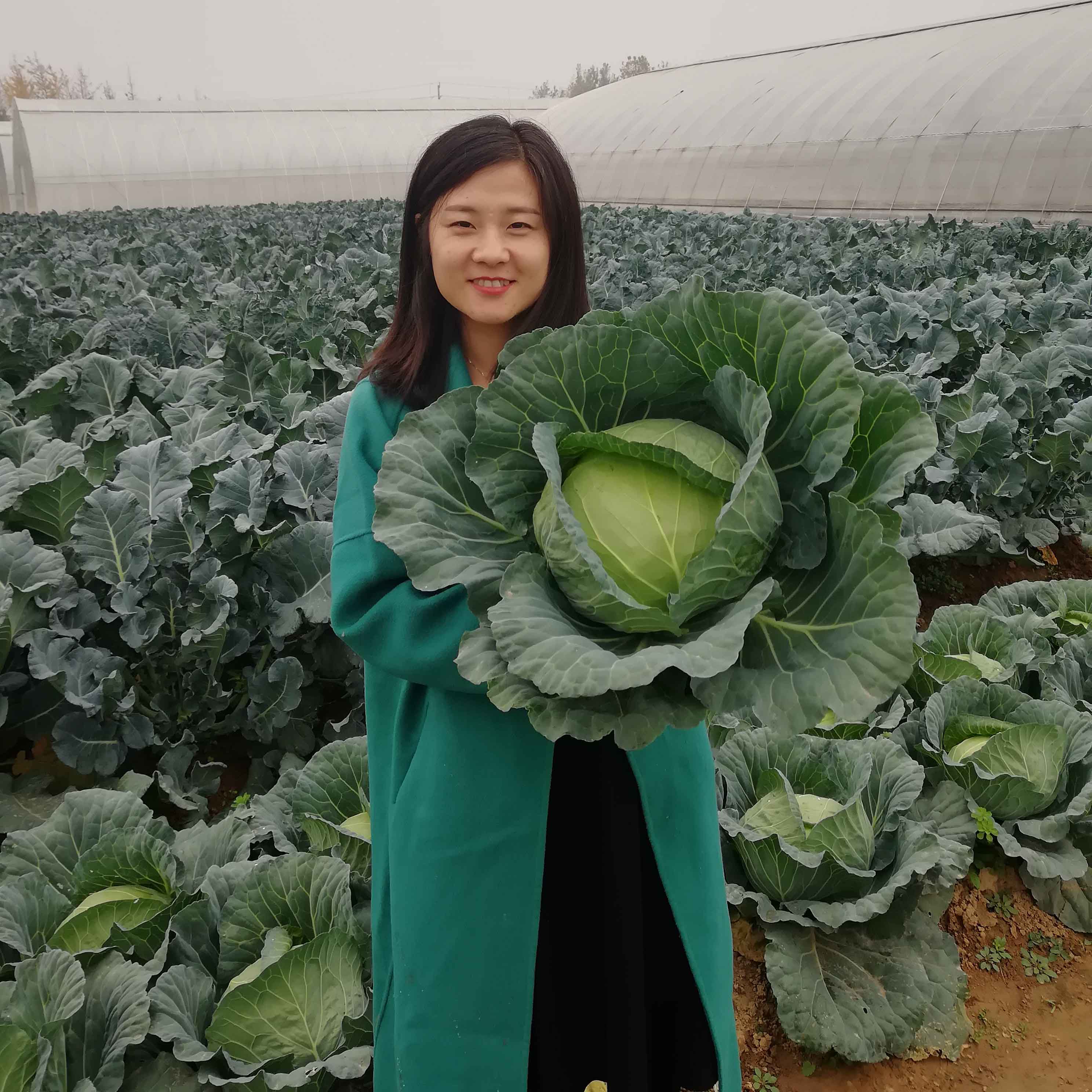 豫艺水果甘蓝