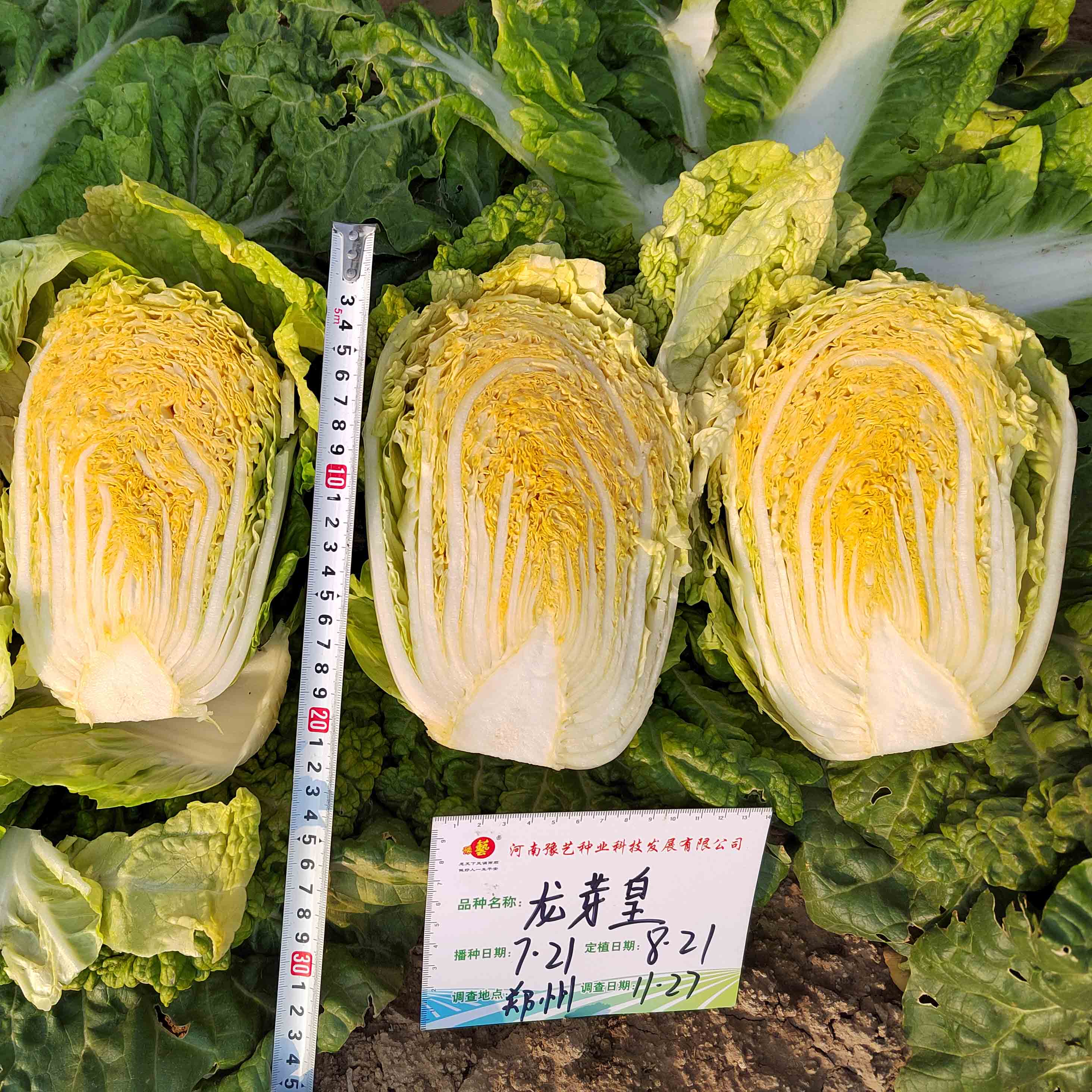 龙芽皇白菜