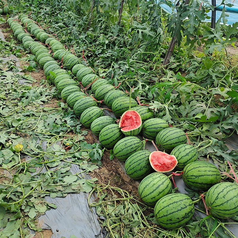 袖珍红宝二号