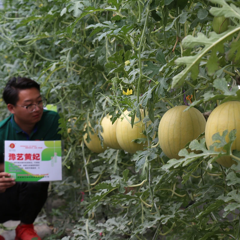 豫艺黄妃西瓜