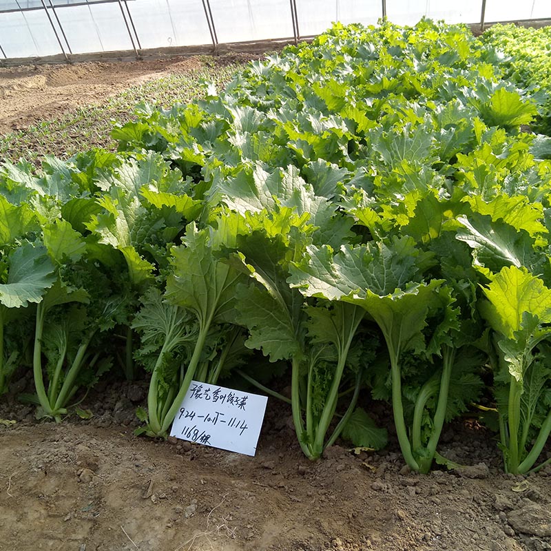 香叶饺子菜