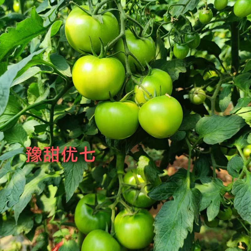 豫艺优七