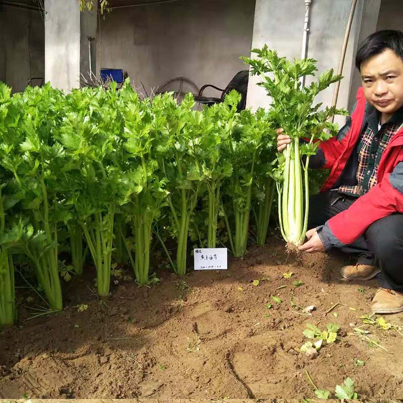 黄玉西芹