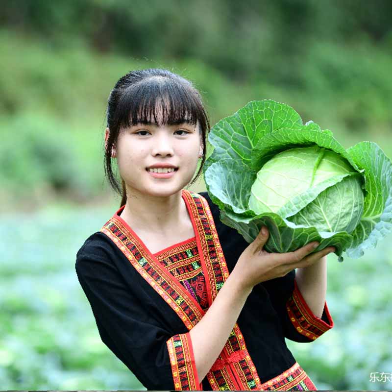 水果甘蓝