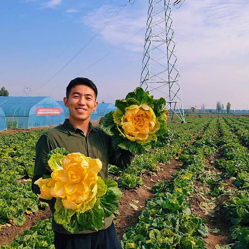 龙芽皇