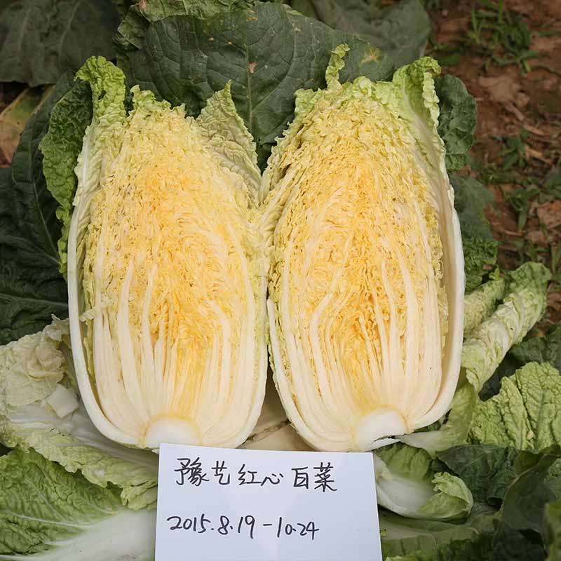 豫艺红心白菜