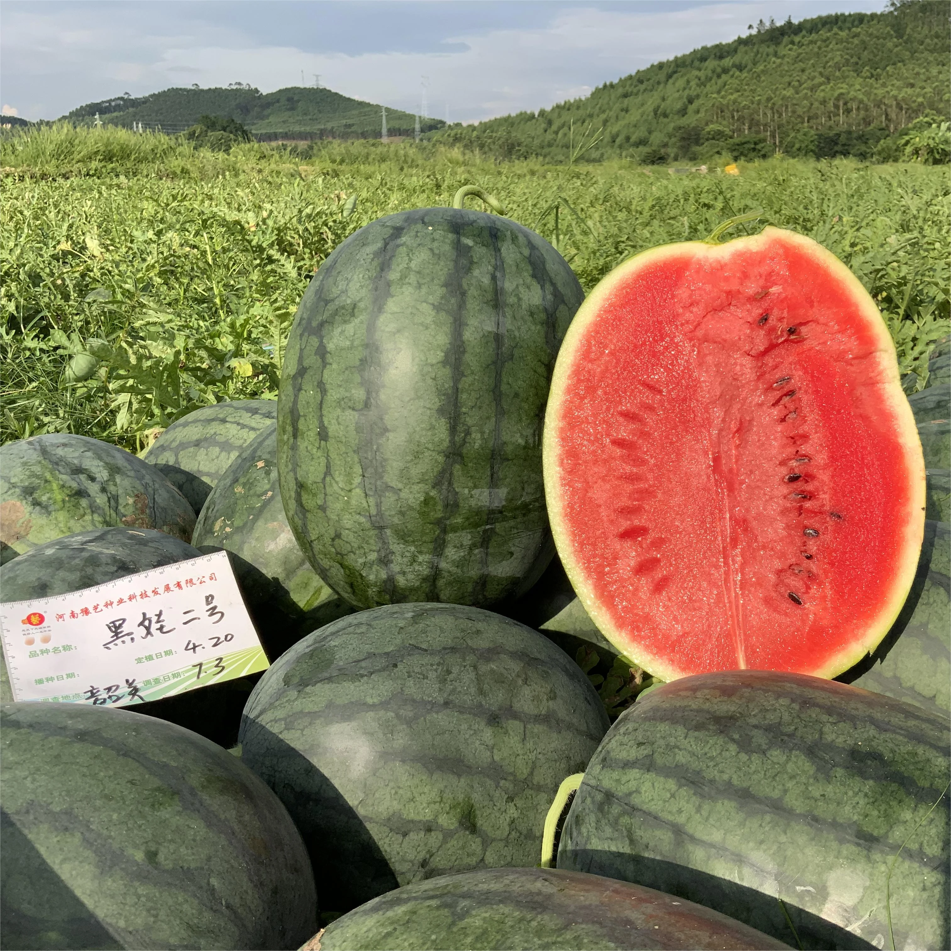 豫艺黑娃二号