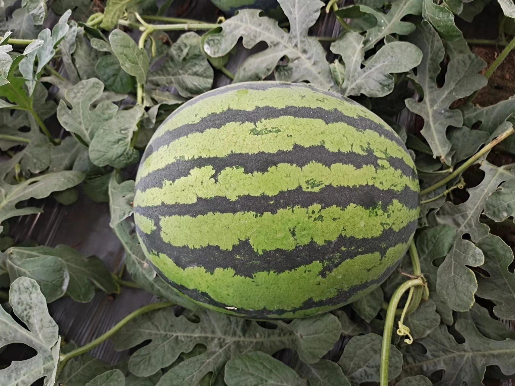 微信图片_20230420085254.jpg 微信图片_20230420085254.jpg