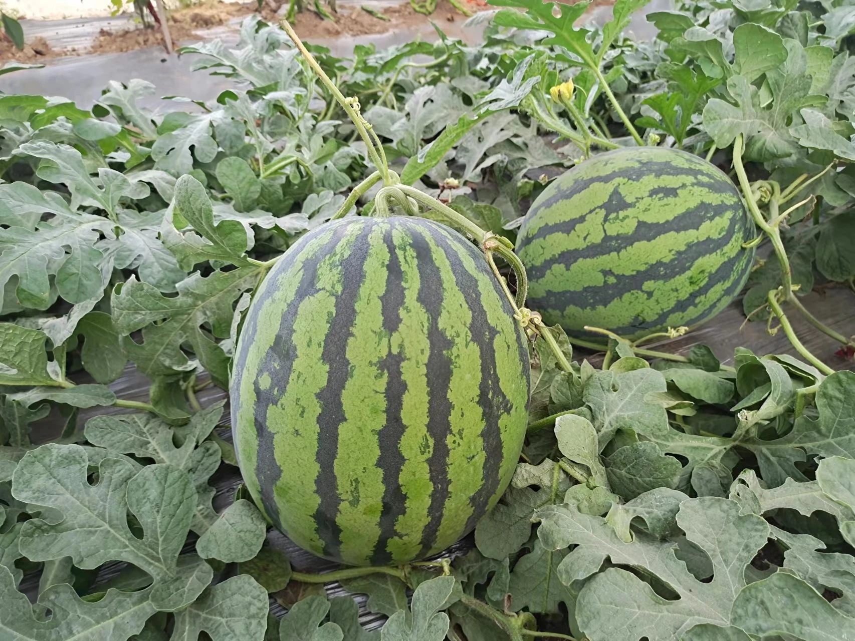 微信图片_20230420085323.jpg 微信图片_20230420085323.jpg