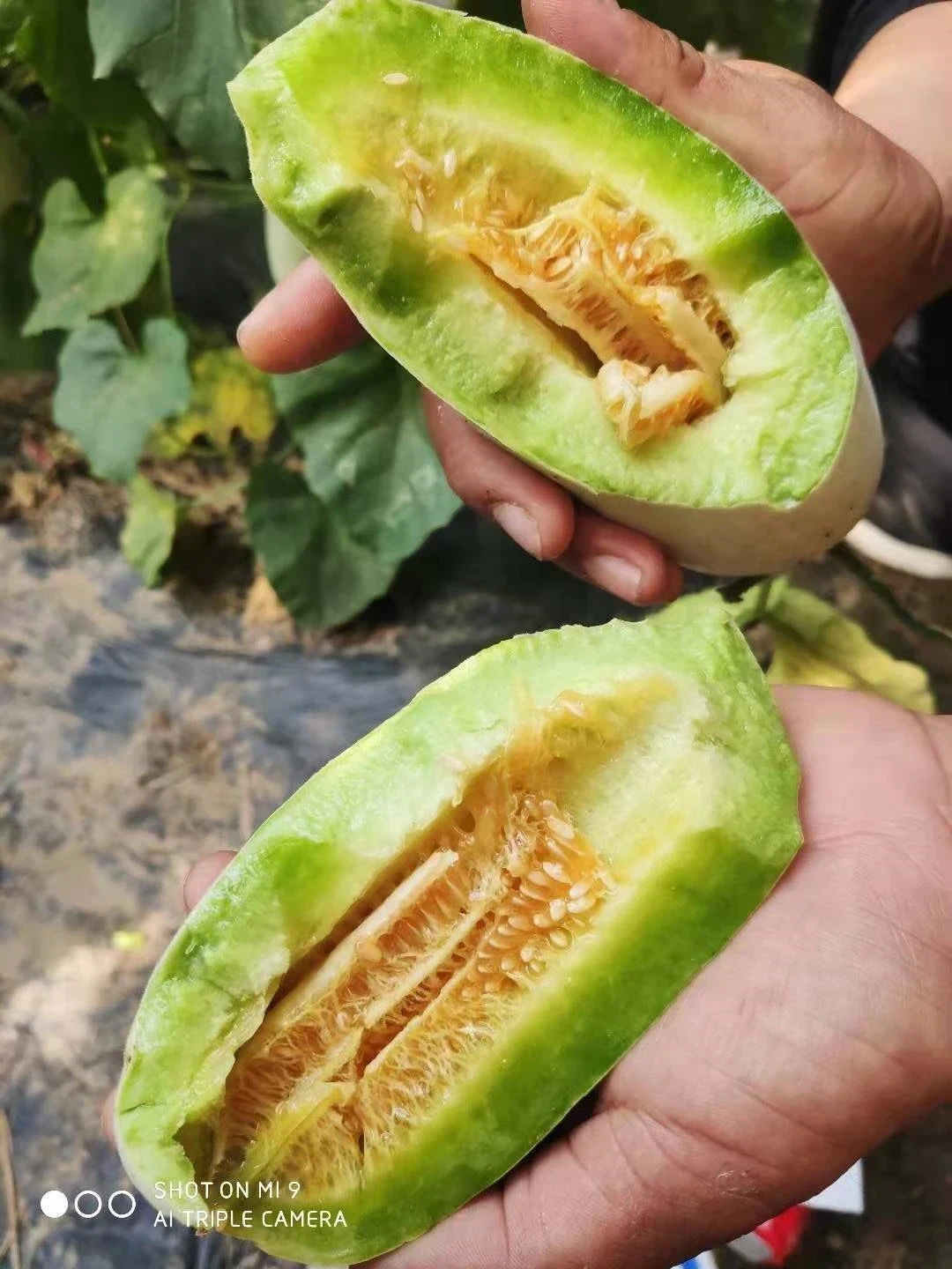 IMG_4204.JPG IMG_4204.JPG