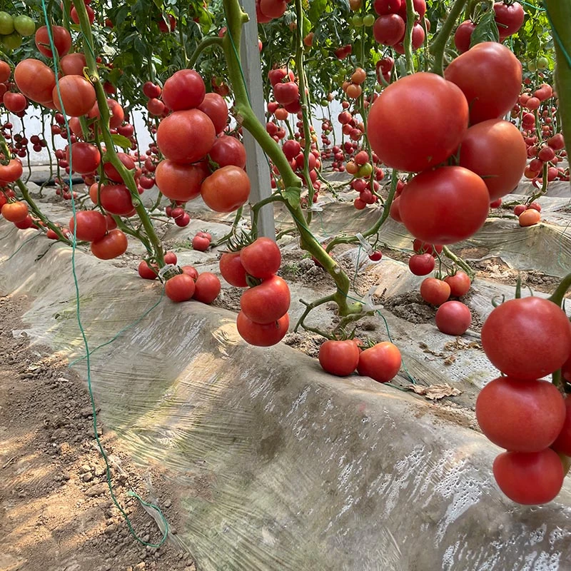 230426174755960c7d.jpg 230426174755960c7d.jpg