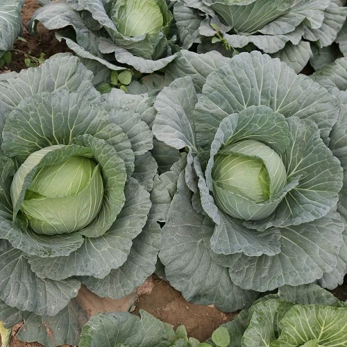 230314104107978769.jpg 230314104107978769.jpg