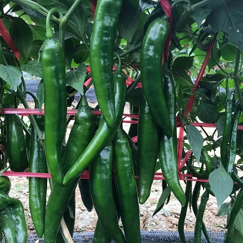 23030811521371379f.jpg 23030811521371379f.jpg