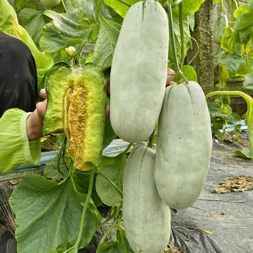 2303011525103e1849.jpg 2303011525103e1849.jpg