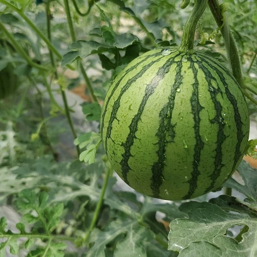 230301142650338afe.jpg 230301142650338afe.jpg